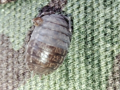 Porcellio dispar