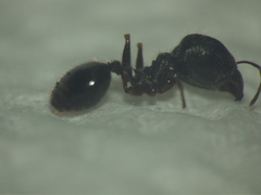 Pheidole latinoda