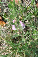 Ononis spinosa