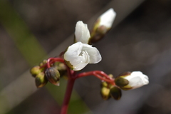 Drosera binata