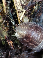 Porcellio dispar