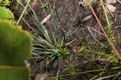 Eurychorda complanata