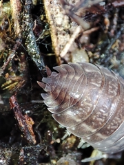 Porcellio dispar