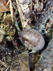 Porcellio dispar