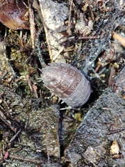 Porcellio dispar