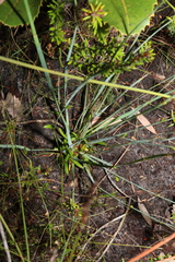 Eurychorda complanata