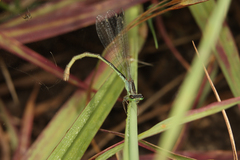 Pseudagrion kersteni