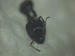 Pheidole latinoda