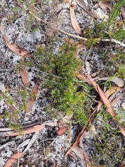 Pseudanthus orientalis