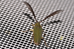 Rhipidocerus australasiae