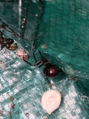 Steatoda grossa