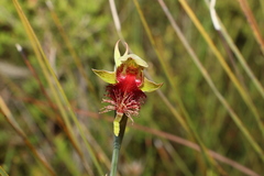 Calochilus grandiflorus