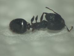 Pheidole latinoda