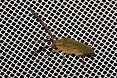 Rhipidocerus australasiae