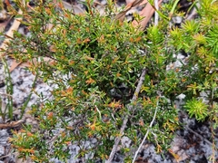 Pseudanthus orientalis