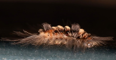 Tumicla sagenaria