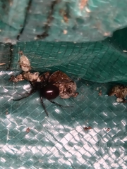 Steatoda grossa