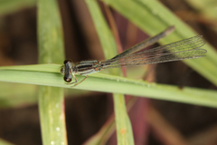 Pseudagrion kersteni