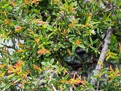 Pseudanthus orientalis