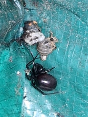 Steatoda grossa