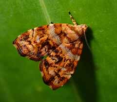 Choreutis