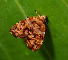 Choreutis