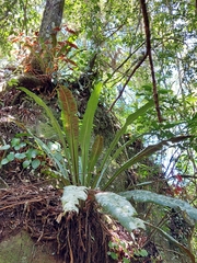 Asplenium serratum