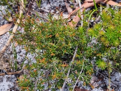 Pseudanthus orientalis