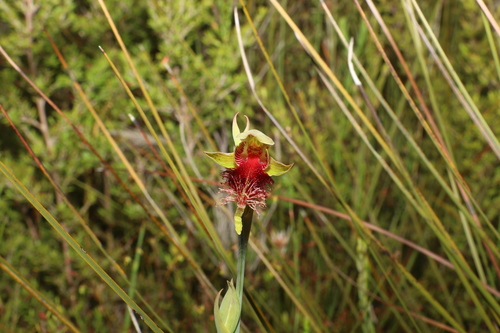 Image of Calochilus grandiflorus by (c) Greg Tasney, some rights reserved (CC BY-SA)