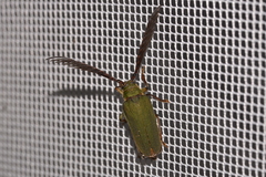 Rhipidocerus australasiae
