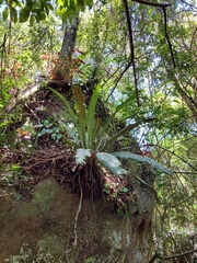 Asplenium serratum