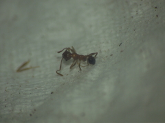 Pheidole indica