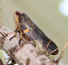 Ptyelus grossus