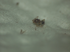 Pheidole indica