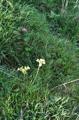 Primula elatior