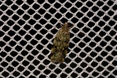 Barea phaulobrya