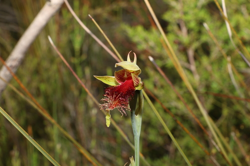 Image of Calochilus grandiflorus by (c) Greg Tasney, some rights reserved (CC BY-SA)