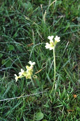 Primula elatior