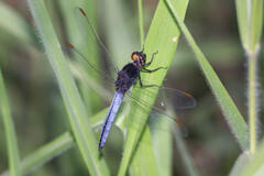 Crocothemis nigrifrons