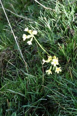 Primula elatior