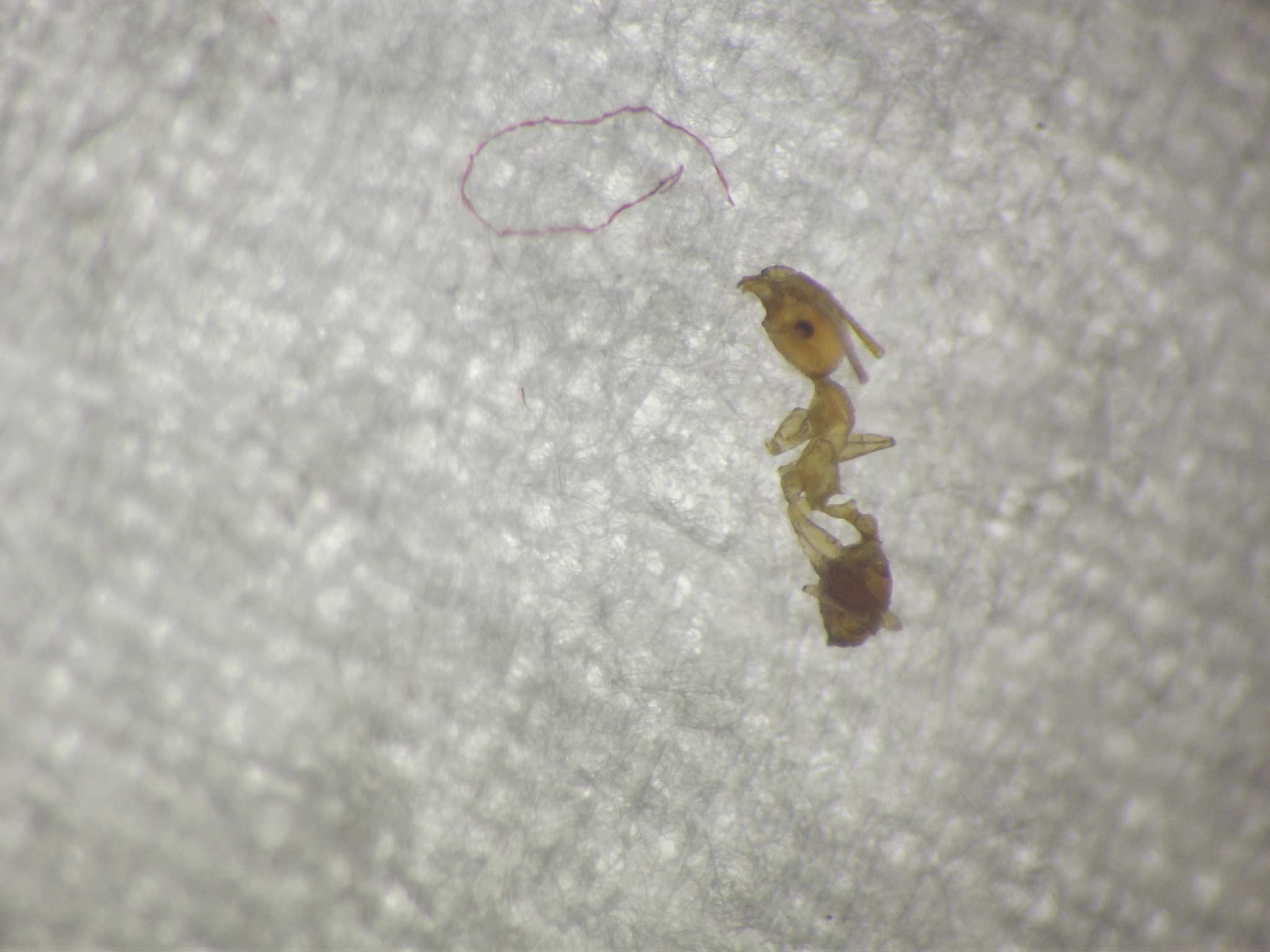 Pheidole rogersi