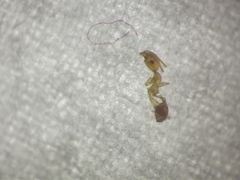 Pheidole rogersi