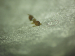 Pheidole rogersi