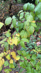 Rubus idaeus