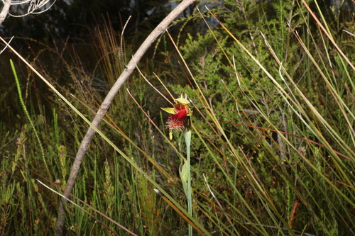 Image of Calochilus grandiflorus by (c) Greg Tasney, some rights reserved (CC BY-SA)