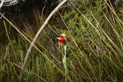 Calochilus grandiflorus