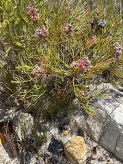 Serruria ascendens