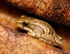 Hyperolius marmoratus