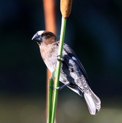 Amblyospiza albifrons