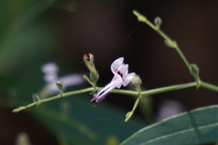 Andrographis paniculata